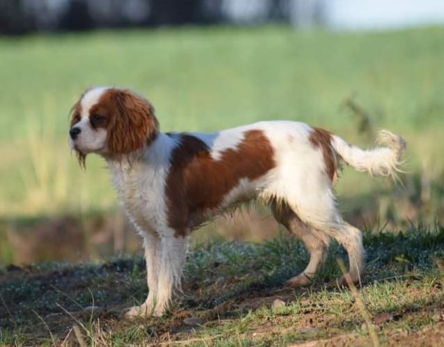 Takoda Du Clos De Compostelle