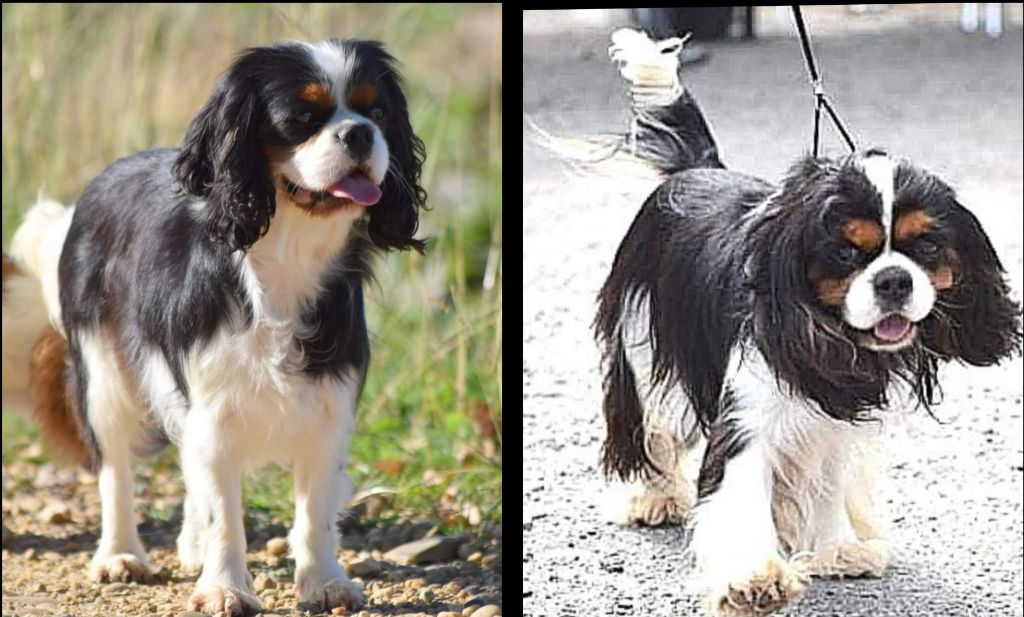 chiot Cavalier King Charles Spaniel Des Terres De L'infini