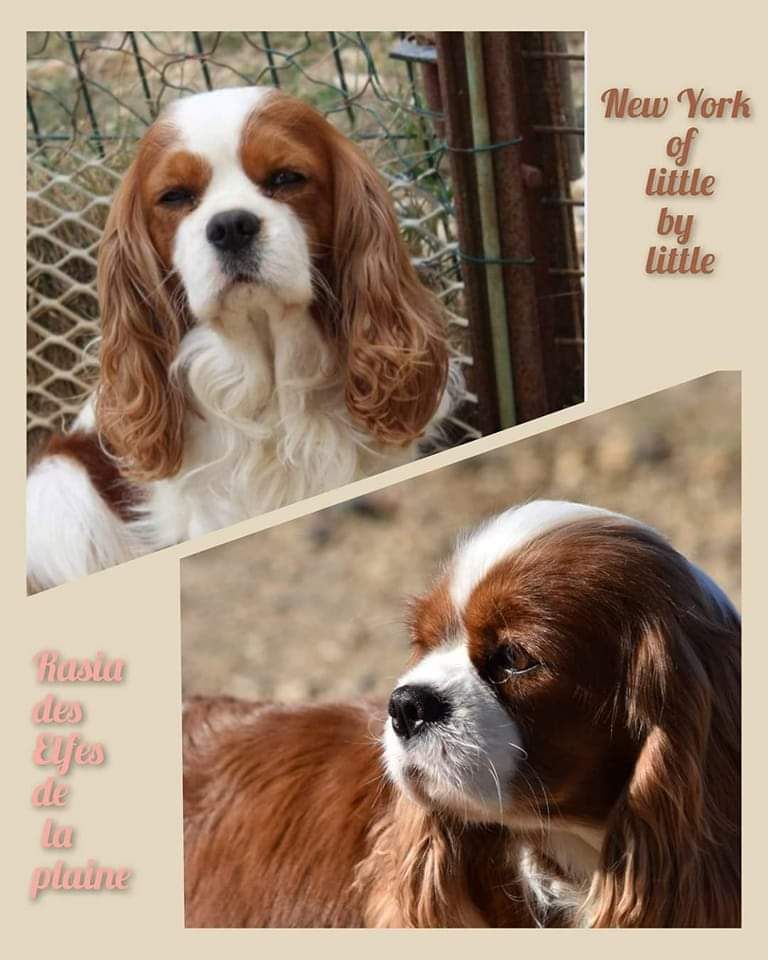 chiot Cavalier King Charles Spaniel Des Terres De L'infini